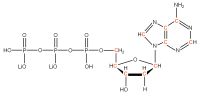 U-13C Deoxyadenosine 5'- triphosphate lithium salt  solution