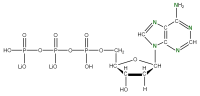 U-15N Deoxyadenosine 5'- triphosphate lithium salt  solution