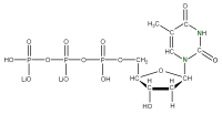 U-15N Thymidine 5'- triphosphate lithium salt  solution
