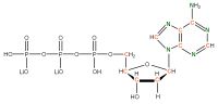 U-13C 15N Deoxyadenosine  5'-triphosphate lithium salt  solution