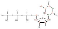 U-13C 15N Thymidine 5'- triphosphate lithium salt  solution