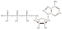 U-13C Adenosine 5'- triphosphate lithium salt  solution