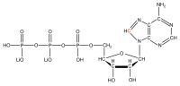 13C8 Adenosine 5'- triphosphate lithium salt  solution