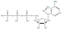 U-15N Adenosine 5'- triphosphate lithium salt  solution