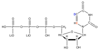 2H5 13C6 Uridine 5'- triphosphate  lithium salt solution