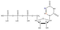2H5 13C6 Uridine 5'- triphosphate  lithium salt solution