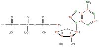 U-13C 15N Adenosine 5'- triphosphate lithium salt  solution