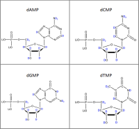Set of 4 U-2H-labelled  dNMPs  lithium salt solution