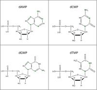 Set of 4 15N-labelled dNMPs  lithium salt solution