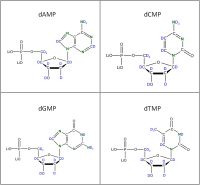 Set of 4 2H 15N-labelled  dNMPs lithium salt solution