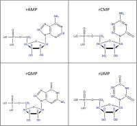 Set of 4 U-2H-labeled rNMPs  lithium salt solution