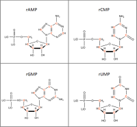 Set of 4 U-13C-labelled  rNMPs  lithium salt solution