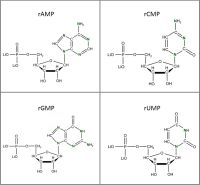Set of 4 U-15N-labelled  rNMPs  lithium salt solution