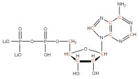 U-13C Adenosine 5'- diphosphate lithium salt  solution