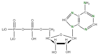 U-15N Adenosine 5'- diphosphate lithium salt  solution